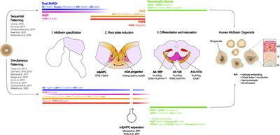 Patient-Derived Midbrain Organoids to Explore the Molecular Basis of Parkinson's Disease